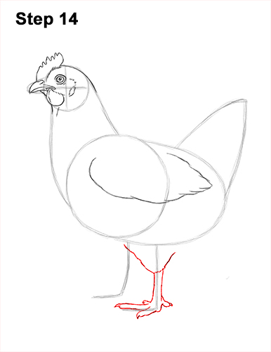 How to draw a Hen Chicken 14 How to Draw a Chicken Hen Bird 14