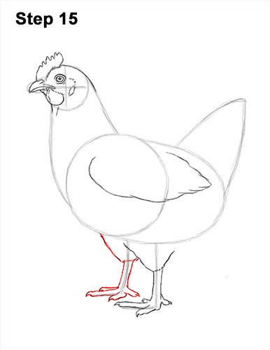 How to draw a Hen Chicken 15 How to Draw a Chicken Hen Bird 15