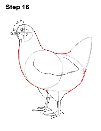 How to draw a Hen Chicken 16 How to Draw a Chicken Hen Bird 16