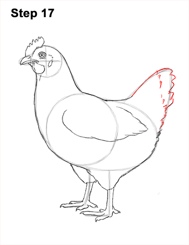 How to draw a Hen Chicken 17 How to Draw a Chicken Hen Bird 17