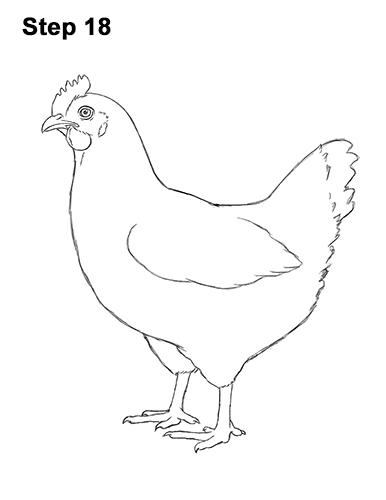 How to draw a Hen Chicken 18 How to Draw a Chicken Hen Bird 18