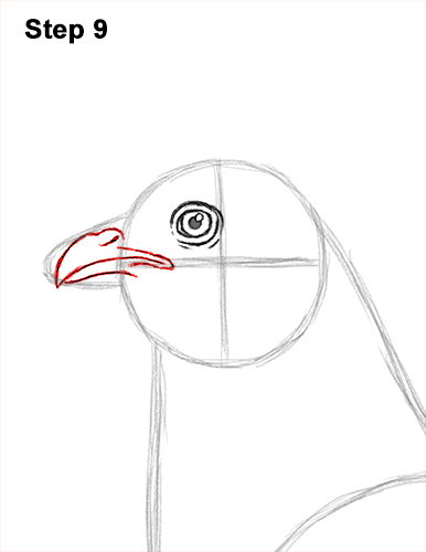 How to draw a Hen Chicken 9 How to Draw a Chicken Hen Bird 9