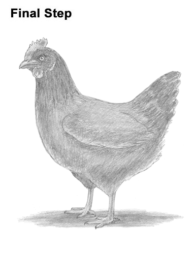 How to draw a Hen Chicken How to Draw a Chicken Hen Bird