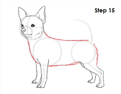Chihuahua Dog Drawing 15 Draw Chihuahua 15