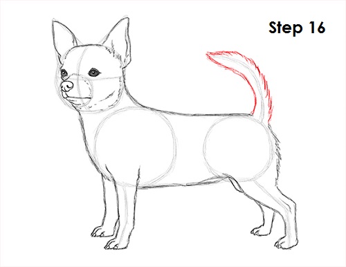 Chihuahua Dog Drawing 16 Draw Chihuahua 16