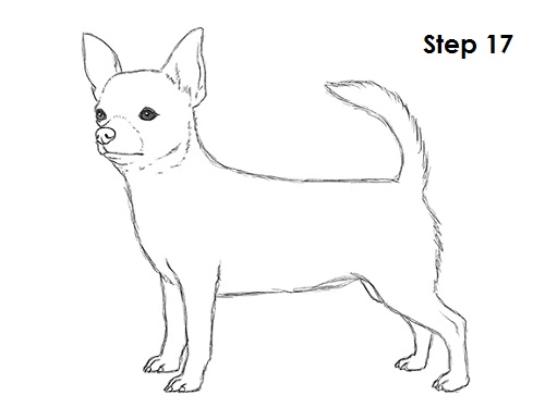 Chihuahua Dog Drawing 17 Draw Chihuahua 17