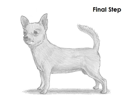 Chihuahua Dog Drawing Draw Chihuahua