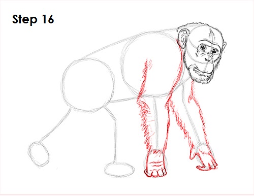 Draw Chimpanzee 16