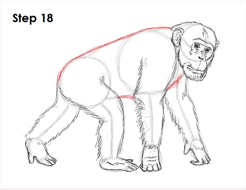 Draw Chimpanzee 18