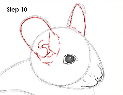 Draw Chinchilla 10