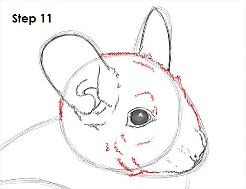 Draw Chinchilla 11