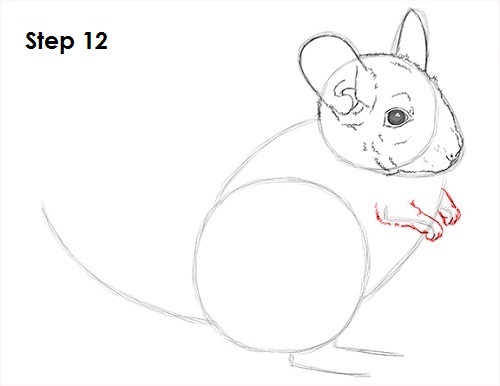 Draw Chinchilla 12