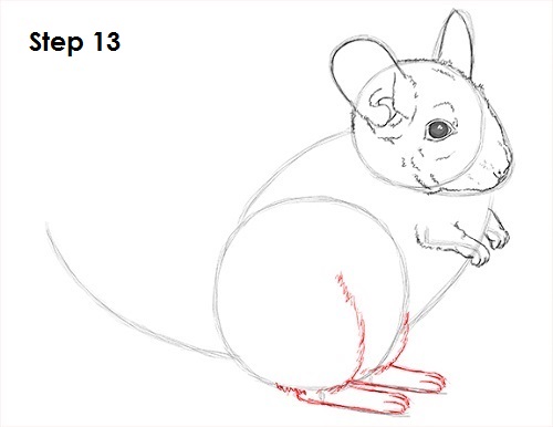 Draw Chinchilla 13