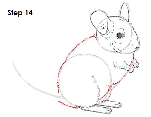 Draw Chinchilla 14