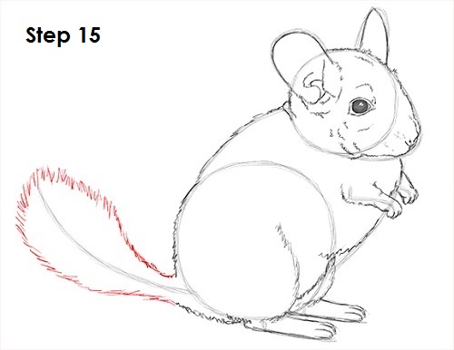 Draw Chinchilla 15