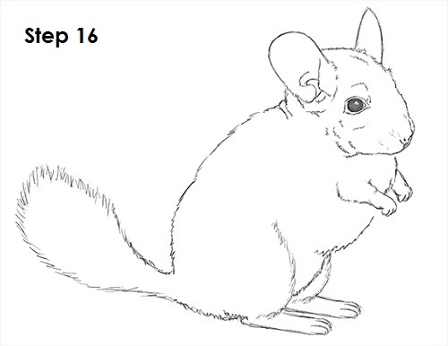 Draw Chinchilla 16