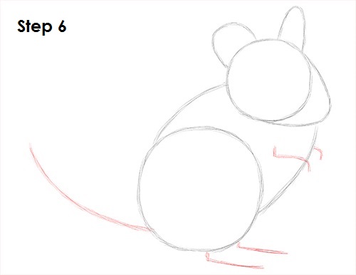 Chinchilla Drawing 6 Draw Chinchilla 6