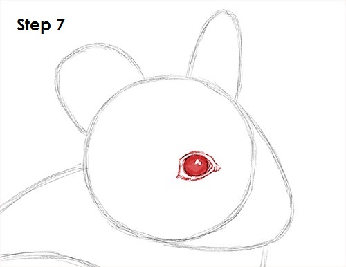 Chinchilla Drawing 7 Draw Chinchilla 7