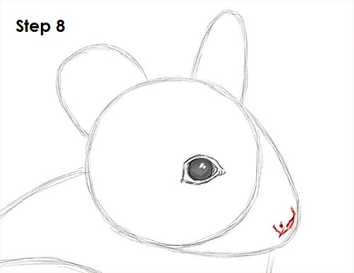 Chinchilla Drawing 8 Draw Chinchilla 8
