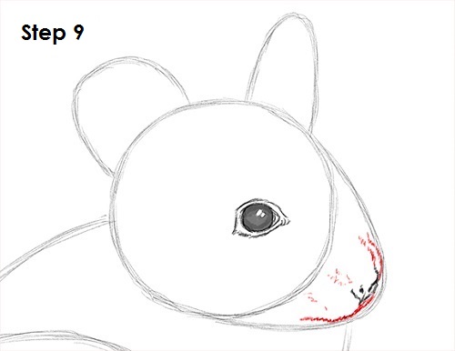 Chinchilla Drawing 9 Draw Chinchilla 9