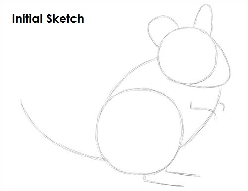 Chinchilla Drawing Sketch Draw Chinchilla Sketch