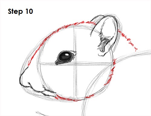 Draw Chipmunk 10