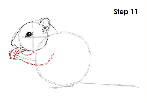 Draw Chipmunk 11