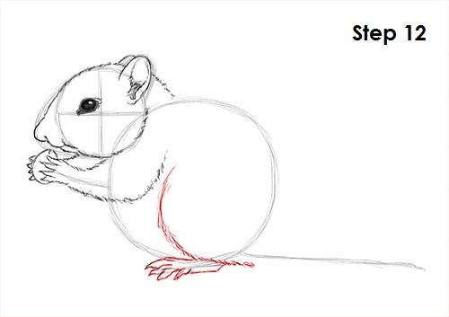 Draw Chipmunk 12