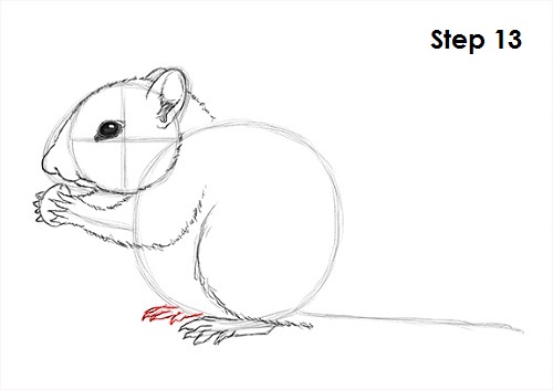 Draw Chipmunk 13