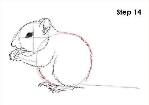 Draw Chipmunk 14