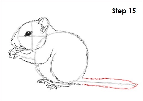 Draw Chipmunk 15