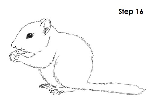 Draw Chipmunk 16