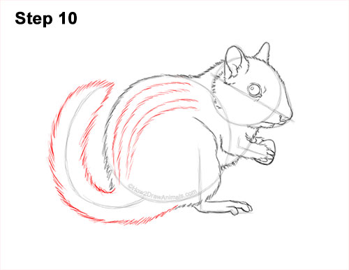 Draw an Eastern Chipmunk 10 How to Draw a Chipmunk 10