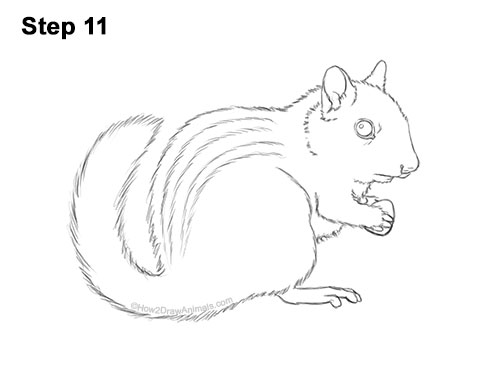 Draw an Eastern Chipmunk 11 How to Draw a Chipmunk 11