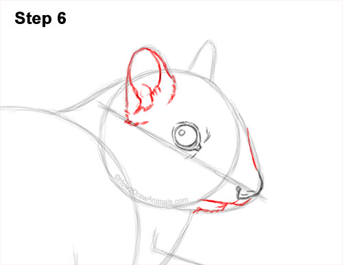Draw an Eastern Chipmunk 6 How to Draw a Chipmunk 6