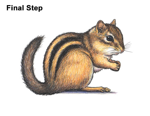 Draw an Eastern Chipmunk Last Step How to Draw a Chipmunk Final