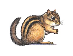 Draw a Chipmunk Colored Pencil