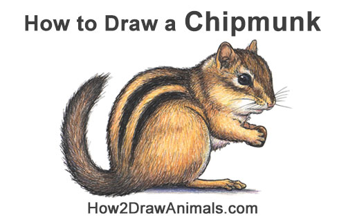 Draw an Eastern Chipmunk How to Draw a Chipmunk