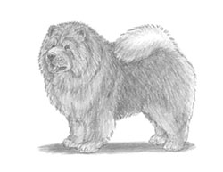 How to Draw a Chow Chow Dog