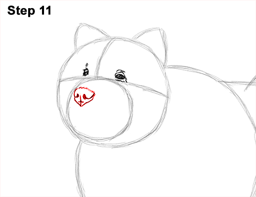 How to Draw Cute Chow Chow Puppy Dog 11