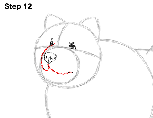 How to Draw Cute Chow Chow Puppy Dog 12