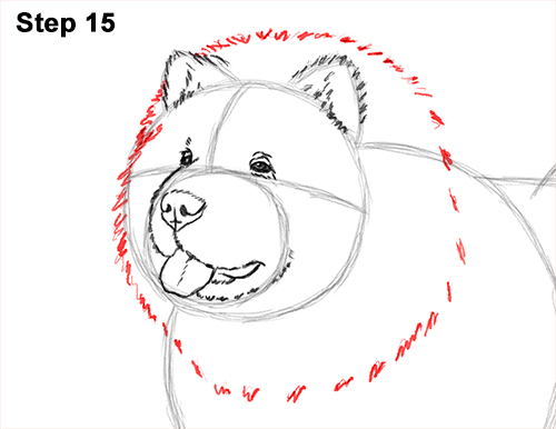 Draw Chow Dog 15 How to Draw Cute Chow Chow Puppy Dog 15