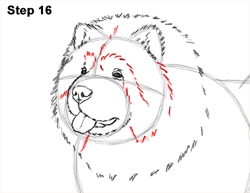 Draw Chow Dog 16 How to Draw Cute Chow Chow Puppy Dog 16