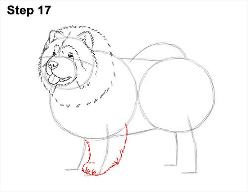 Draw Chow Dog 17 How to Draw Cute Chow Chow Puppy Dog 17