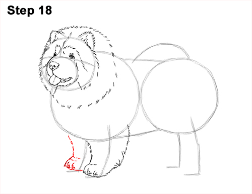 Draw Chow Dog 18 How to Draw Cute Chow Chow Puppy Dog 18