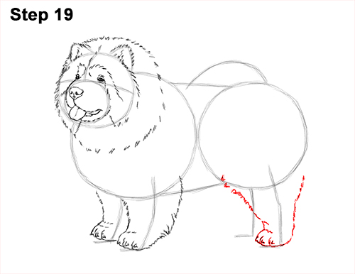 Draw Chow Dog 19 How to Draw Cute Chow Chow Puppy Dog 19