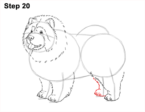 Draw Chow Dog 20 How to Draw Cute Chow Chow Puppy Dog 20