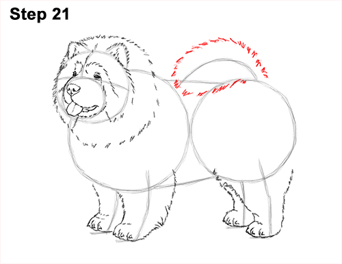 Draw Chow Dog 21 How to Draw Cute Chow Chow Puppy Dog 21