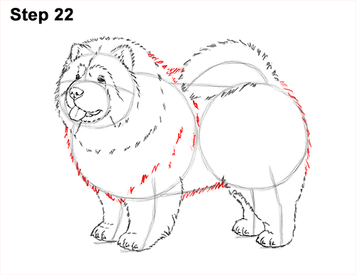 Draw Chow Dog 22 How to Draw Cute Chow Chow Puppy Dog 22