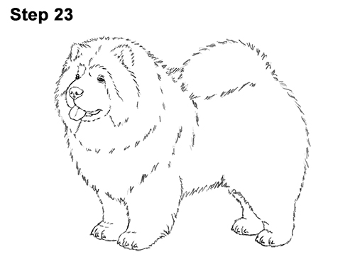 Draw Chow Dog 23 How to Draw Cute Chow Chow Puppy Dog 23